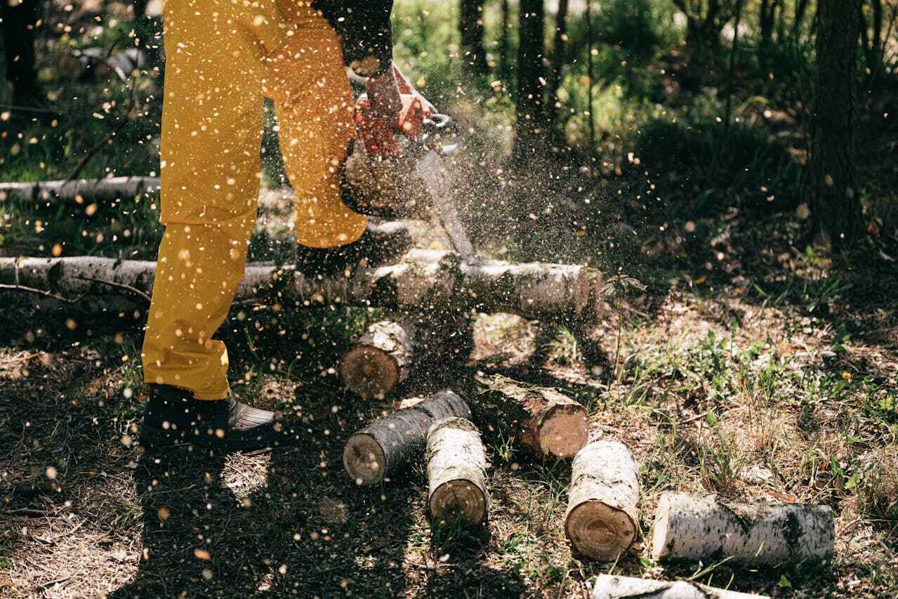 The Steps Involved in Our Tree Care Process in Holly Hill, FL